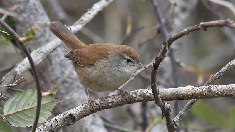 Bouscarle de Cetti.jpg